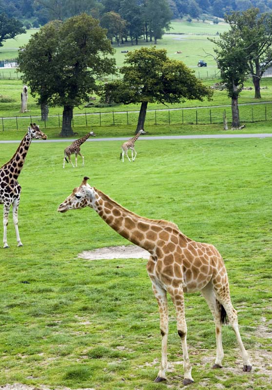 Longleat Safari Park giraffes